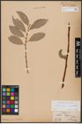 Foto von Salix caprea L. x Salix daphnoides Vill.